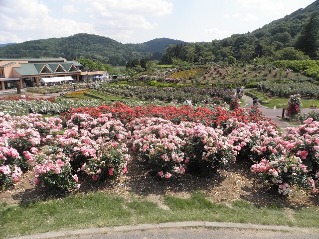 茨城県フラワーパーク　バラ園の画像 バラ園の画像 バラの画像