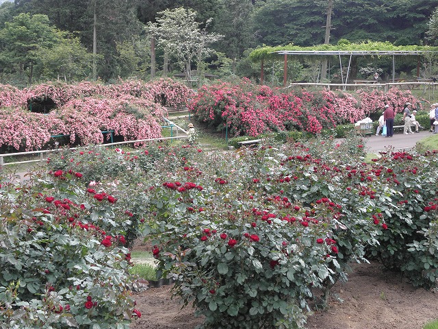 茨城県フラワーパーク　バラ園の画像 バラ園の画像 バラの画像