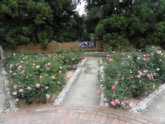 ドリプレ・ローズガーデンの画像 バラ園の画像 バラの画像